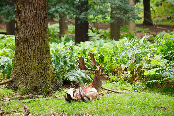 Young deers resting in a natural park
