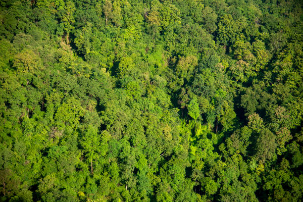 istock Aerial view forest green tree top view nature from above background landscape wild greenery copy space. Top view tropical rain forest ecology environment. Nature rainforest tropical evergreen jungle 1846143725