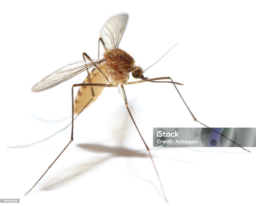 mosquito Mosquito Stock Photo