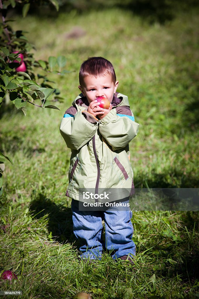 Junge pflücken Äpfel im Obstgarten - Lizenzfrei Agrarbetrieb Stock-Foto