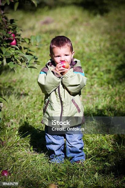 Junge Pflücken Äpfel Im Obstgarten Stockfoto und mehr Bilder von Agrarbetrieb - Agrarbetrieb, Apfel, Baum