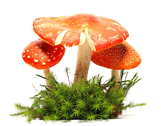 toadstools - mushroom toadstool moss autumn foto e immagini stock