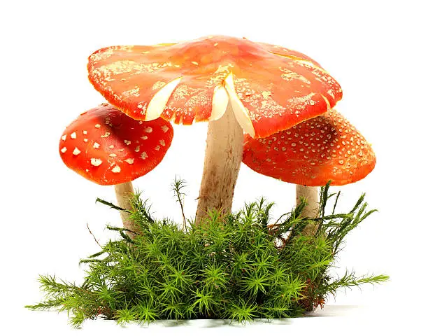 Photo of toadstools