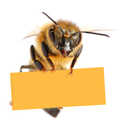Bee holding blank placard