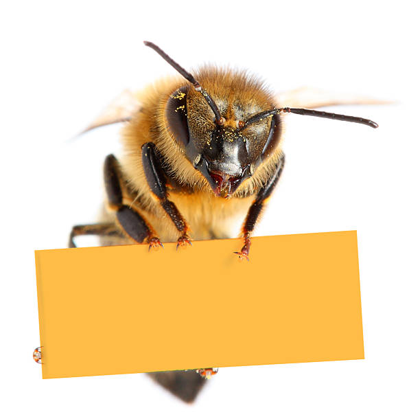 пчела держит пустой плакат - worker bee стоковые фото и изображения