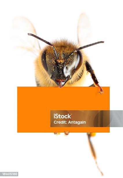 꿀벌 쥠 맹검액 플래카드 곤충에 대한 스톡 사진 및 기타 이미지 - 곤충, 공란, 광고