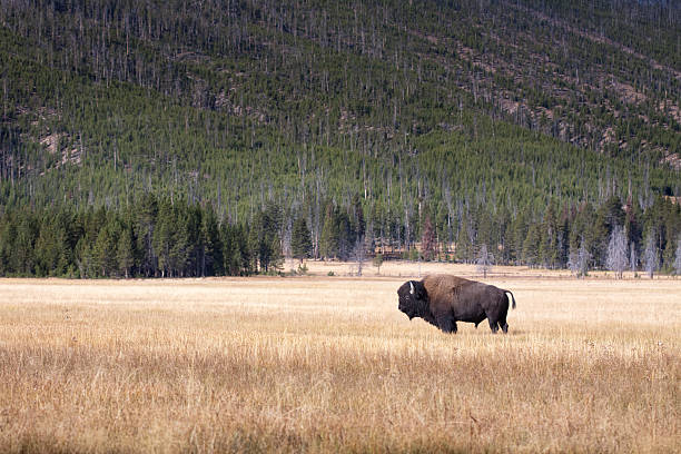 istock Buffalo or Bison and Wilderness in Yellowstone 184615193
