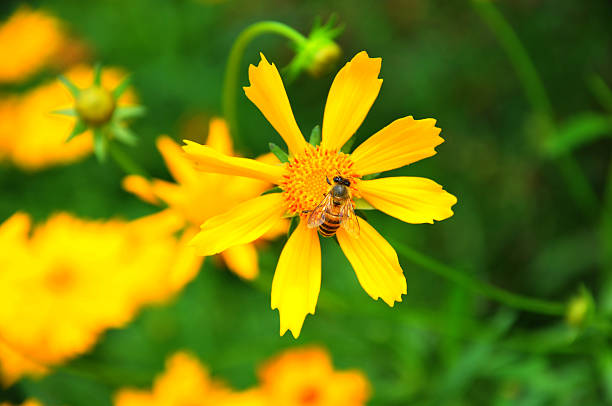 istock Beauty in nature 184615337