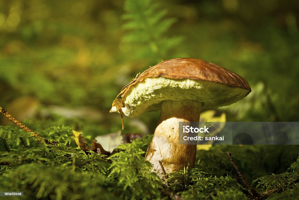 Gros plan de boletus edulis - Photo de Mycorhize libre de droits