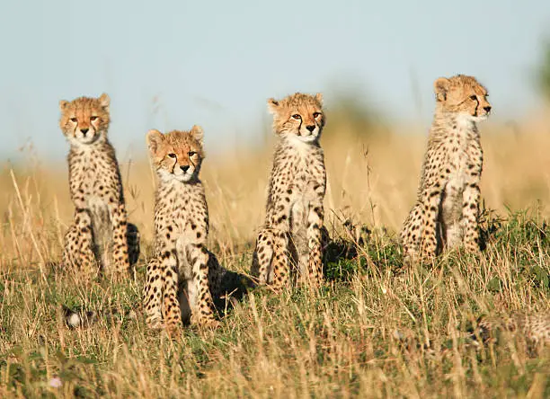 Photo of Four cheetah cubs