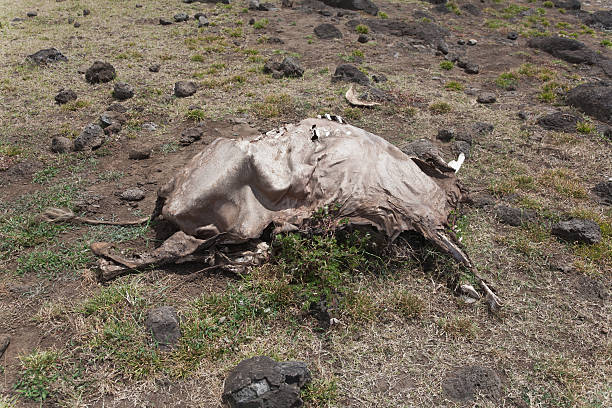 istock Remains of a cow 184615510