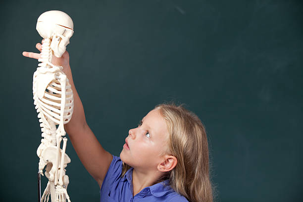 niña mirando al esqueleto humano y pensamiento - anatomy classroom human skeleton student fotografías e imágenes de stock