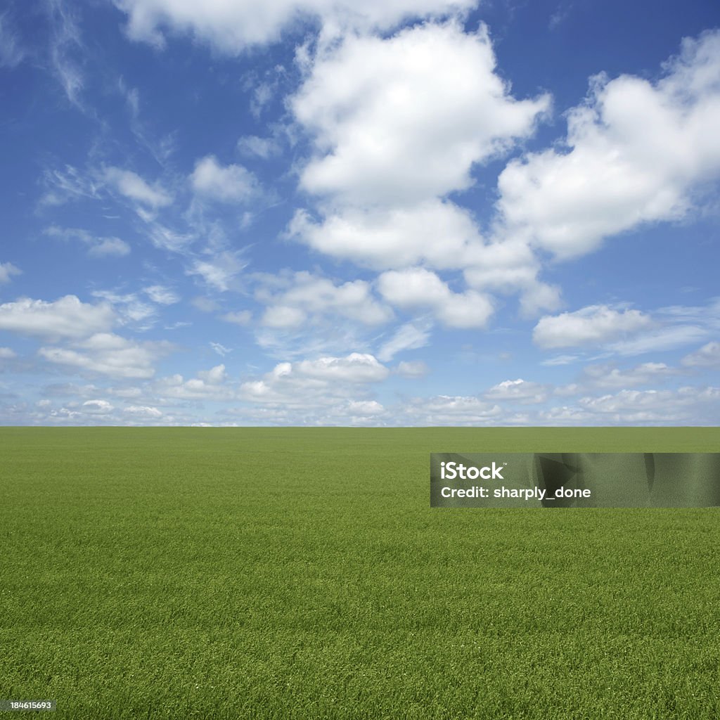 XXL green grass field - Lizenzfrei Feld Stock-Foto