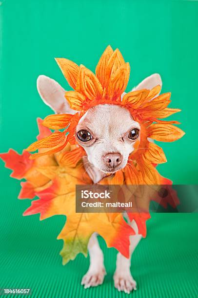 Queda - Fotografias de stock e mais imagens de Cão - Cão, Humor, Laranja - Cores