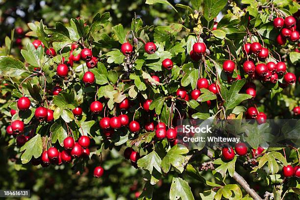 Photo libre de droit de Rouge Suspendu Douche De Haw Baies Crataegus Monogyna banque d'images et plus d'images libres de droit de Aubépine - Plante