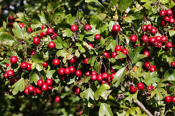 One of the colourful sights as summer fades to autumn are these bright round berries on hawthorn (Crataegus monogyna) bushes. Besides brightening up the landscape through autumn and the Christmas period, they provide food for birds and other creatures. Despite their appearance, haws are 'pomes' and not berries. Although edible, they are more usually added to jellies, jams, syrups or wine.