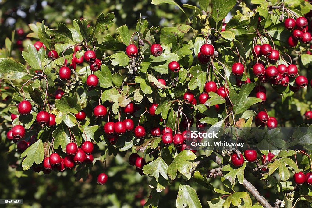 Chuveiro de vermelho pendurar o haw Crataegus monogyna frutas vermelhas - Foto de stock de Pilritreiro royalty-free