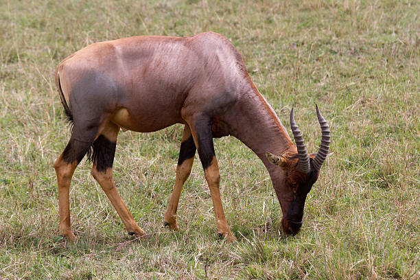 antílope topi, de masai mara - masai mara national reserve masai mara topi antelope fotografías e imágenes de stock