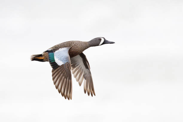 istock Male Blue-winged Teal in flight - Florida 1846164080