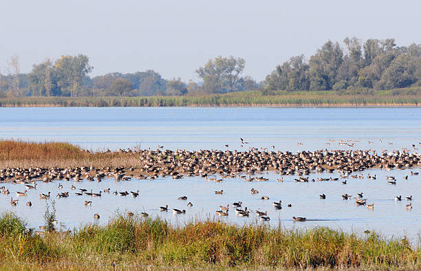 stormo di oca selvatica durante la migrazione autunno al lago (germania) - vogelzug foto e immagini stock