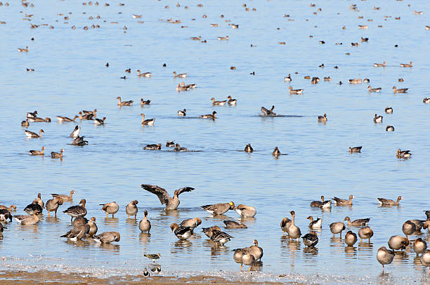 stormo di oca selvatica durante la migrazione autunno al lago (germania) - vogelzug foto e immagini stock