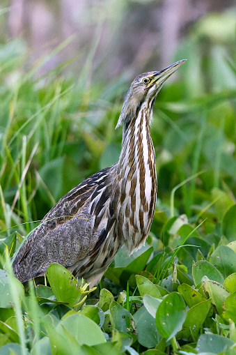 American Bittern (Botaurus lentiginosus) hiding in a Florida marsh