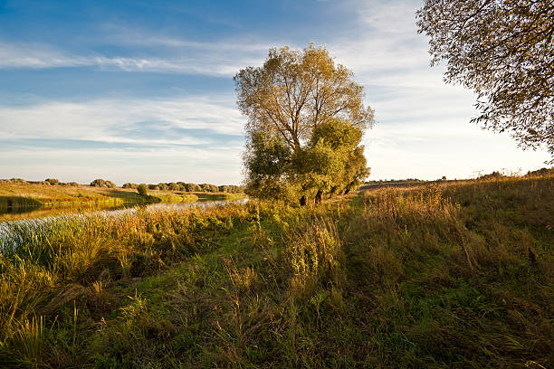 istock autumn landscape and tree near the river 184616549