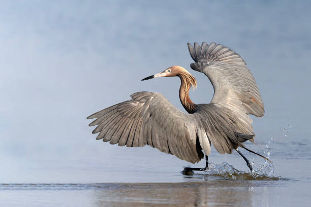 istock Reddish Egret dancing as it forages for fish in a Florida lagoont 1846165619