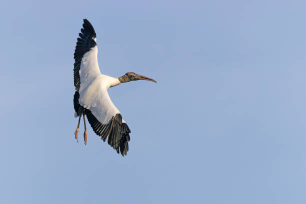 istock Wood Stork banking in flight - Florida 1846167188