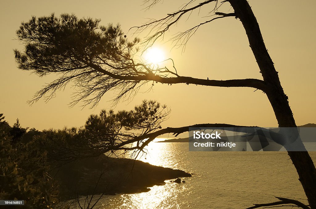 Mediterranean sunset Golden sunset over the Mediterranean Sea. Silhouettes of the islands on the horizon and the pine tree in the foreground. French Fiviera. Awe Stock Photo