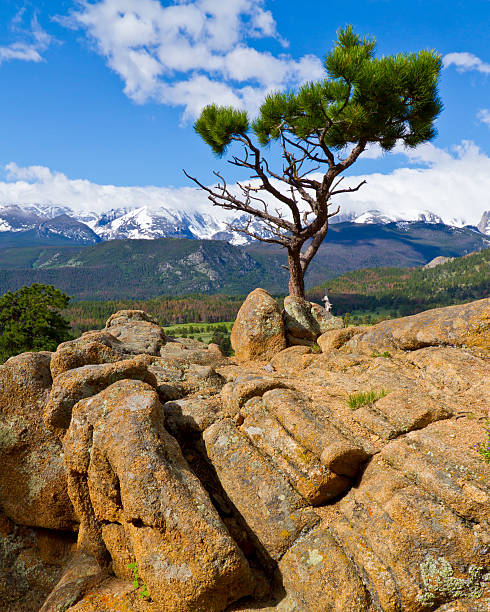 национальный парк роки-маунтин природный, горы и деревьями - pine tree tree isolated ponderosa pine tree стоковые фото и изображения