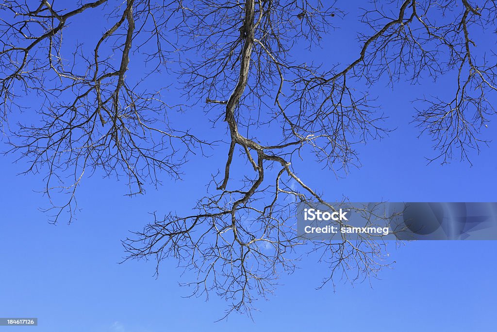Journée d'hiver avec des arbres - Photo de Affluence libre de droits
