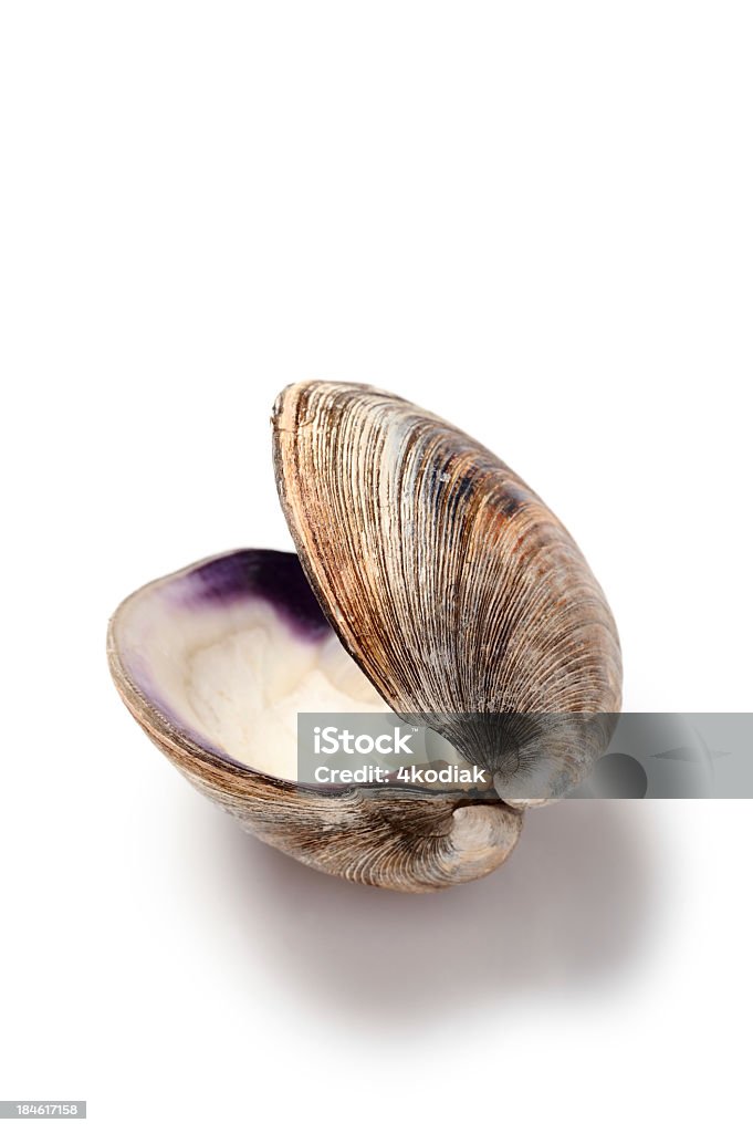 Clam Shell Close up of a Clam Shell on White BackgroundMore Images Clam - Animal Stock Photo