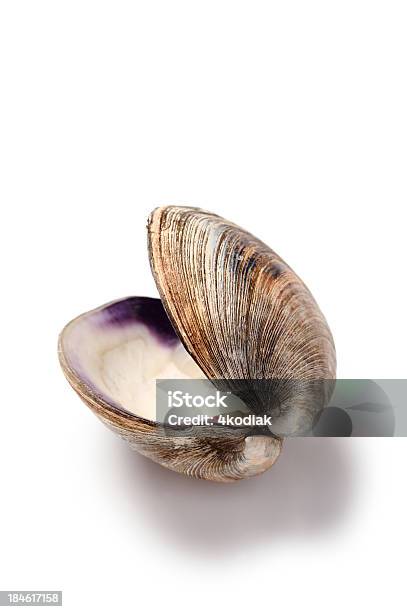 Clam Shell Stock Photo - Download Image Now - Clam - Animal, Open, Animal Shell