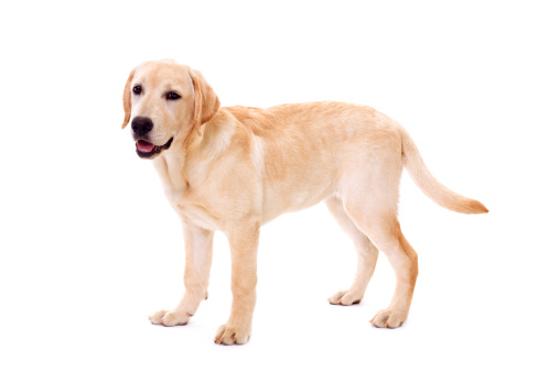 Side view closeup portrait of white labrador puppy sitting on sofa indoors against purple wall, copy space