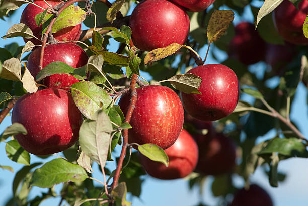 Group of Red apples stock photo