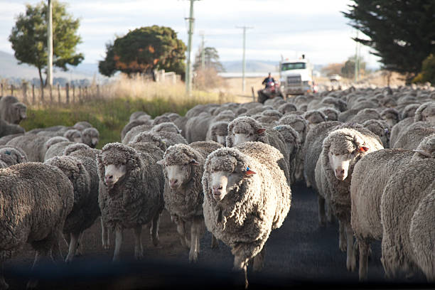 istock Herding a mob or flock of sheep 184617519