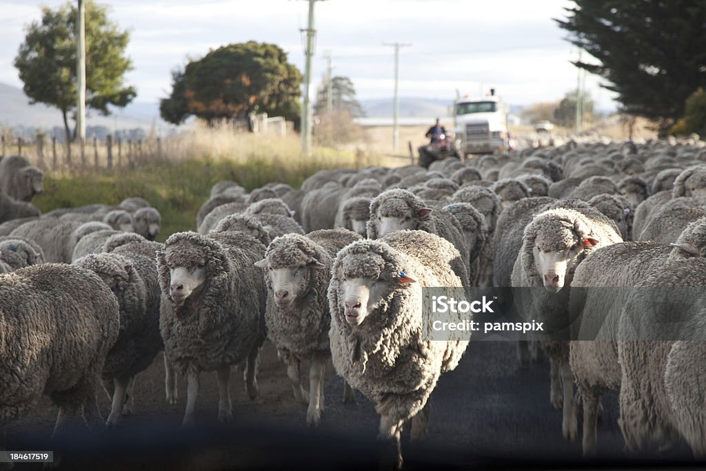 Arrebanhar de mobilidade ou um Rebanho de Carneiro - Foto de stock de Ovelha - Mamífero ungulado royalty-free