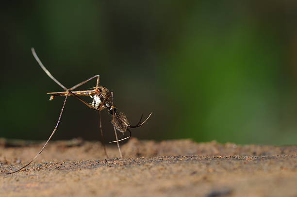 istock Male Mosquito in forest 184617523