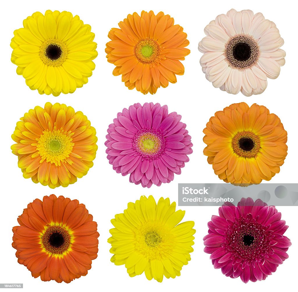 Selection of isolated Gerberas Collection of isolated Gerbera daisies. Montage. Flower Stock Photo