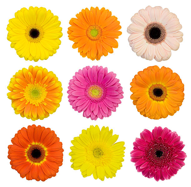 Selection of isolated Gerberas Collection of isolated Gerbera daisies. Montage. high section stock pictures, royalty-free photos & images