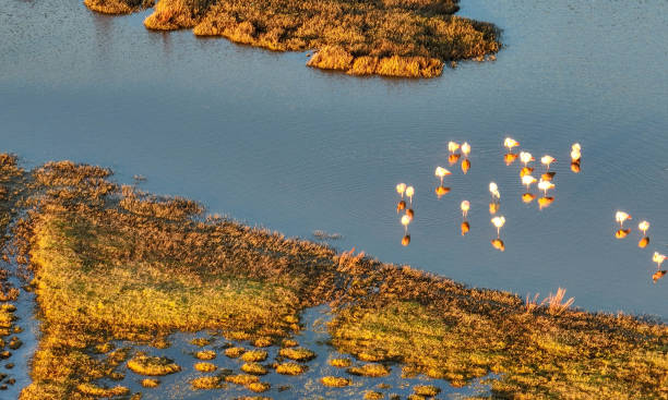 istock Flamingos in Punta Arenas, Chile 1846178029
