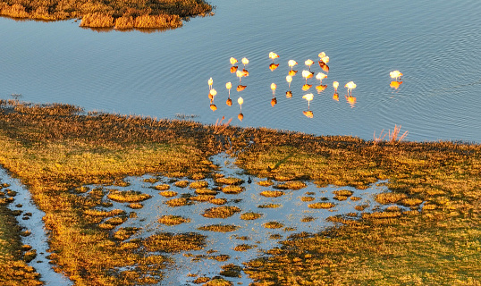 Flamingos in Punta Arenas, Chile
