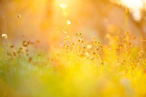 ゴールドの芝生 - 露出オーバー ストックフォトと画像