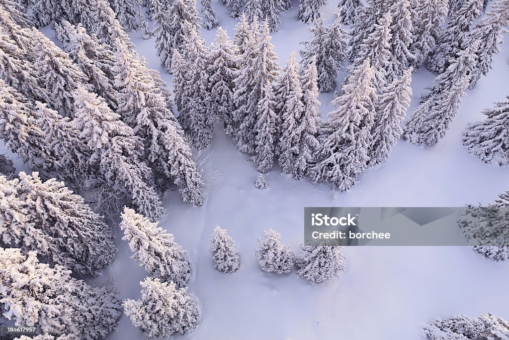 Foresta bianco - Foto stock royalty-free di Neve