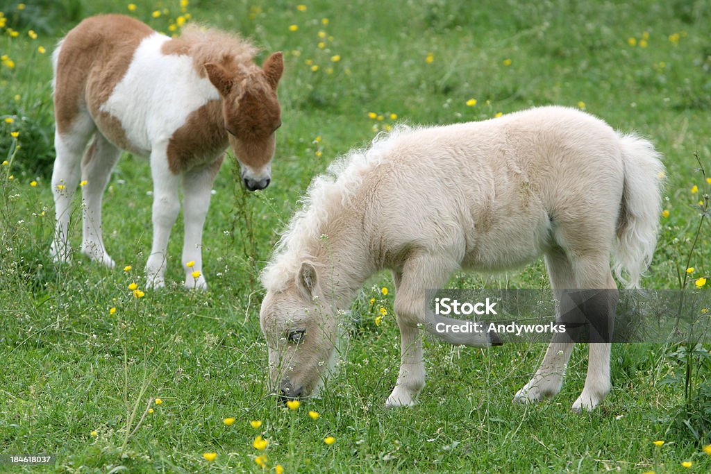 Zwei Grasen Falabella Fohlen - Lizenzfrei Falabella Horse Stock-Foto