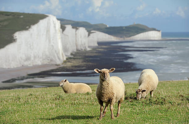 istock Sussex Sheep 184618124