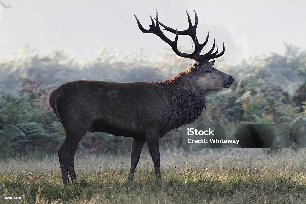 red deer Mature despedida Cervus elaphus perfil - Foto de stock de Aire libre libre de derechos
