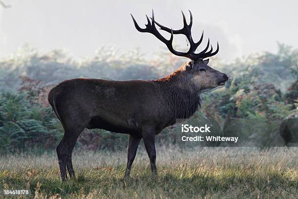 Red Deer Mature Despedida Cervus Elaphus Perfil Foto de stock y más banco de imágenes de Aire libre - Aire libre, Animal, Animal joven