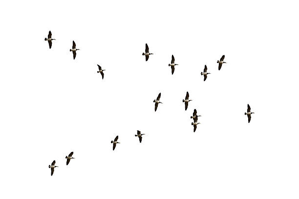 istock Flock of migrating geese over a white background 184618203